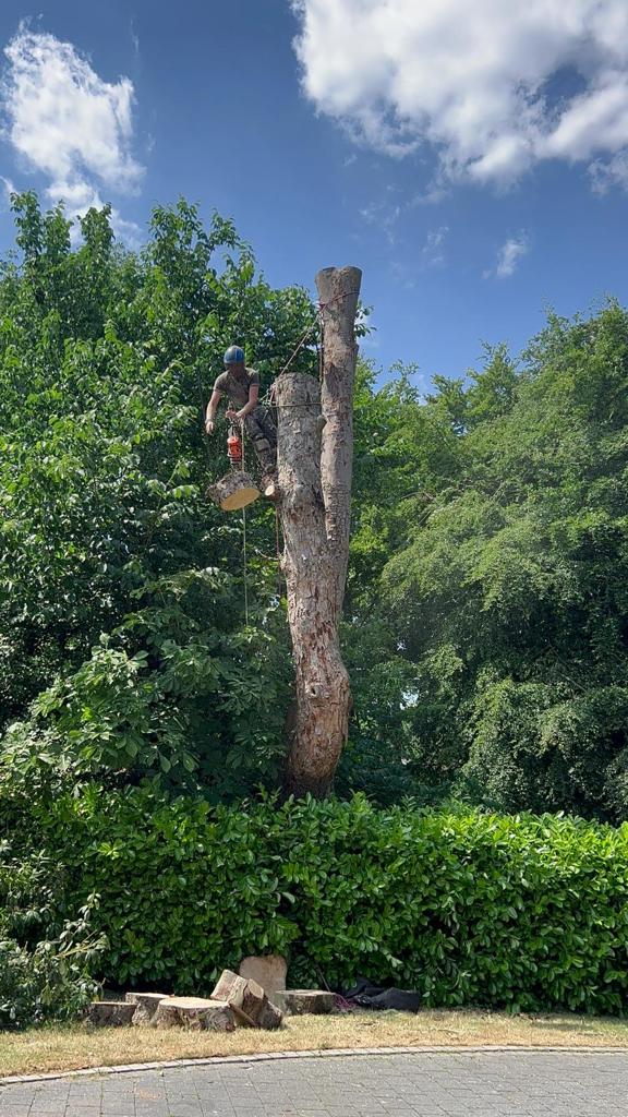 Tree Surgeons Preston, Lancashire, Cumbria